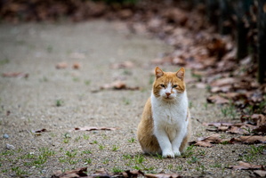 Kit cat