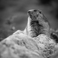 Marmotte du Lauvitel