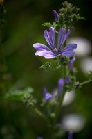 Chtite fleur