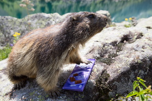 La marmotte et le papier d'alu