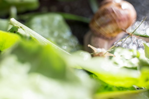 Escargot