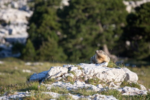 Marmotte de la Dent de Crolles