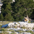 Marmotte de la Dent de Crolles