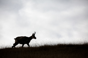 La promenade du chamois