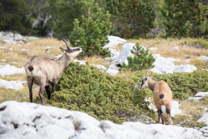 Chamois à la Dent de Crolles